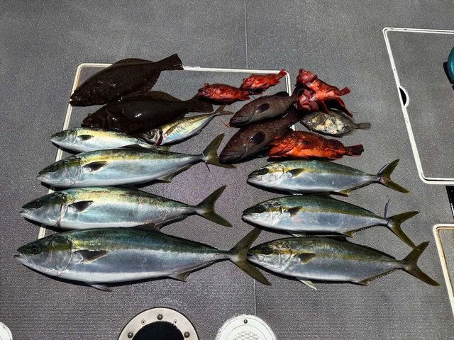 マハタ・ブリ・カサゴ・ヒラメ