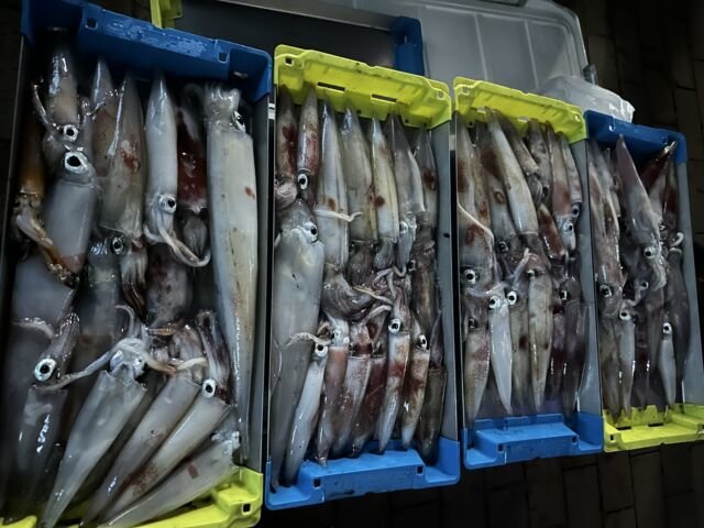 ケンサキ(ケンサキイカ)