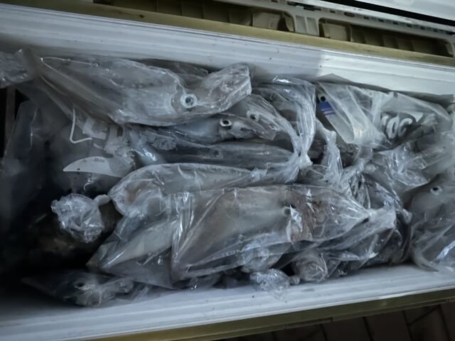 ケンサキ(ケンサキイカ)