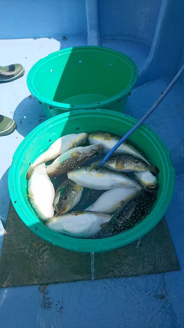 ショウサイフグ