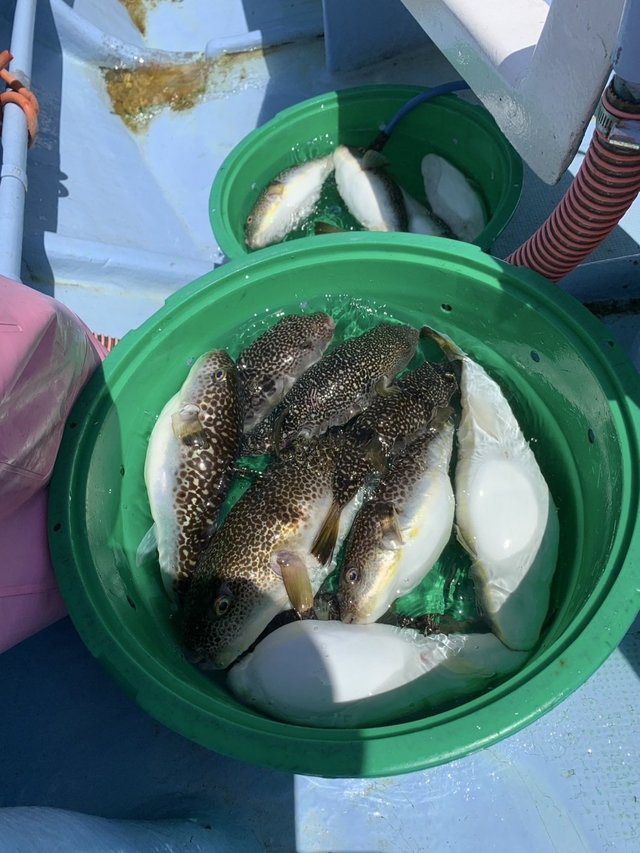 ショウサイフグ