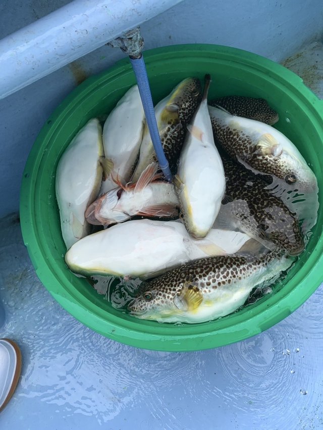 ショウサイフグ