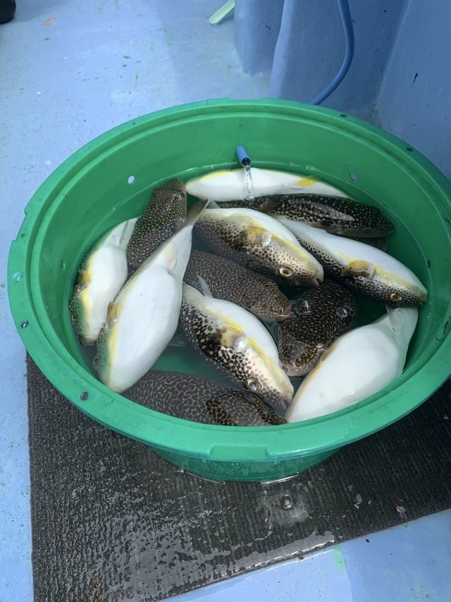 ショウサイフグ