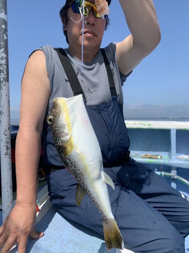 ショウサイフグ