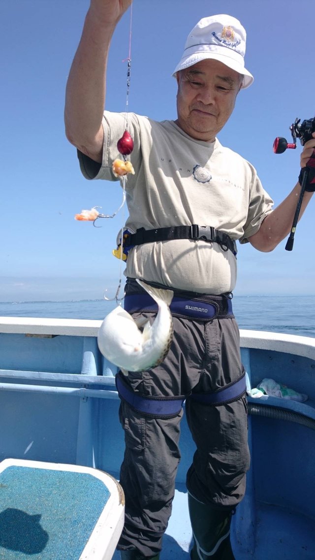 ショウサイフグ