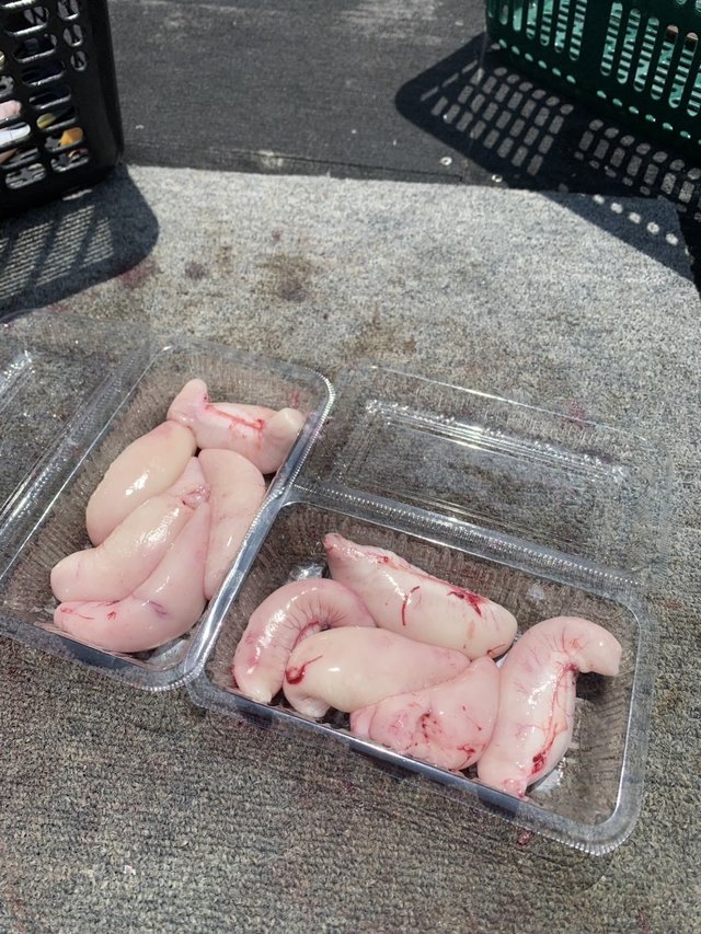 ショウサイフグ