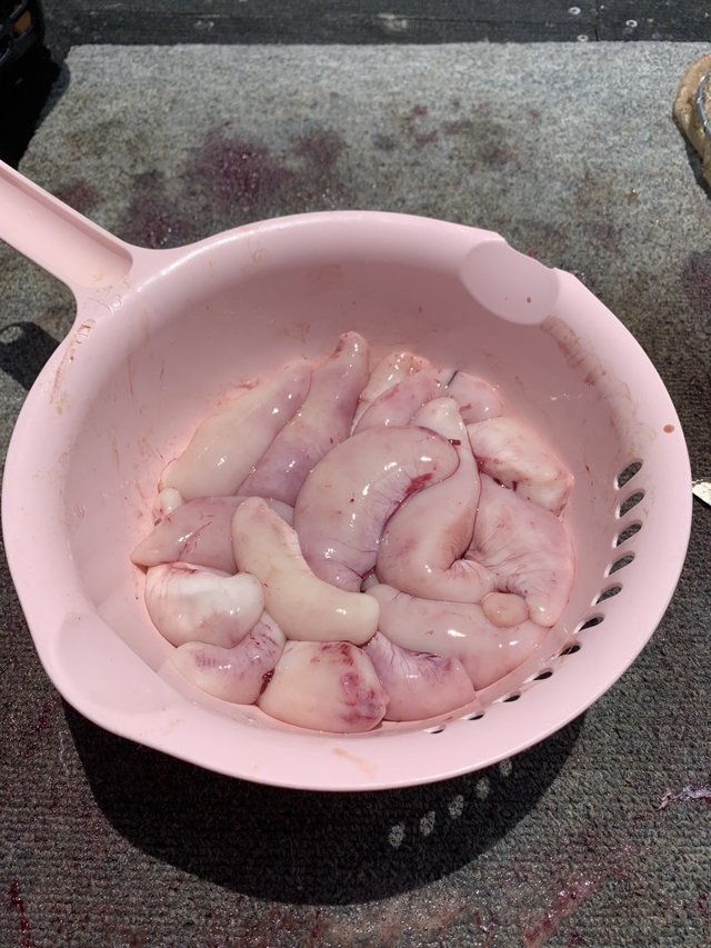 ショウサイフグ