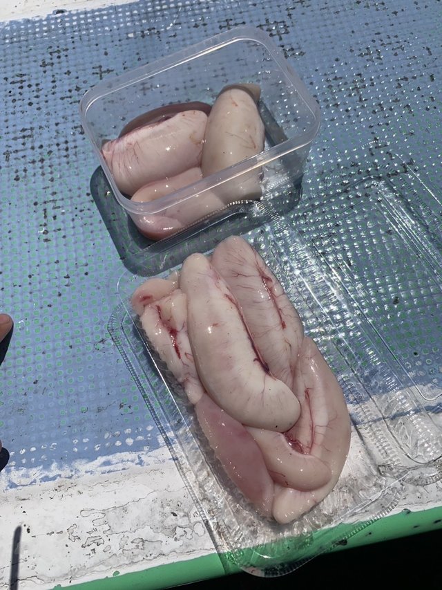 ショウサイフグ