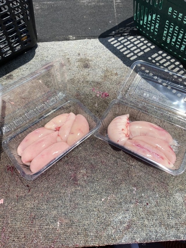 ショウサイフグ