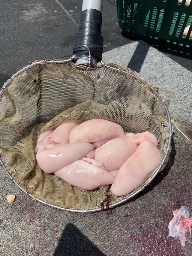 ショウサイフグ