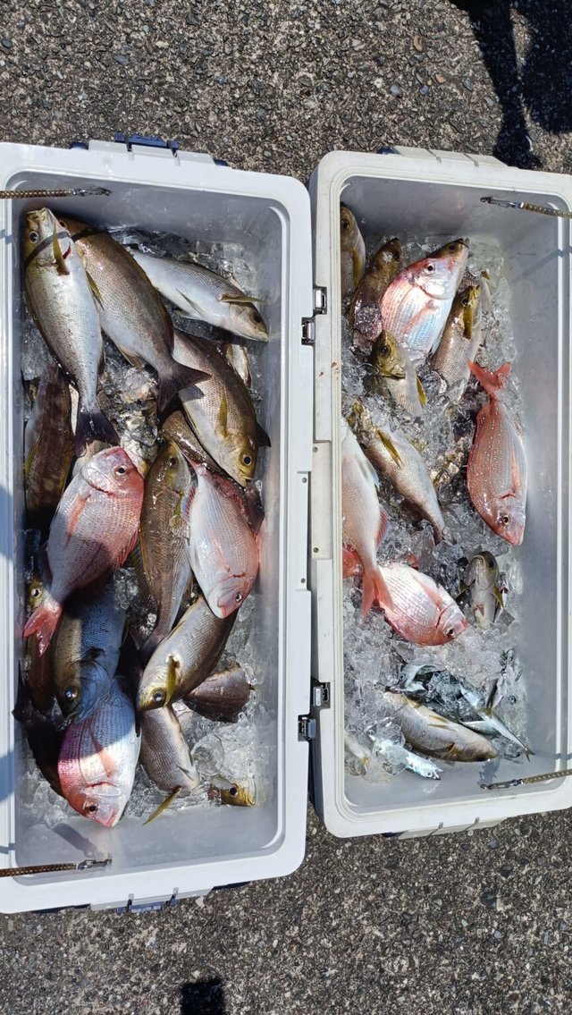 マダイ・イサキ