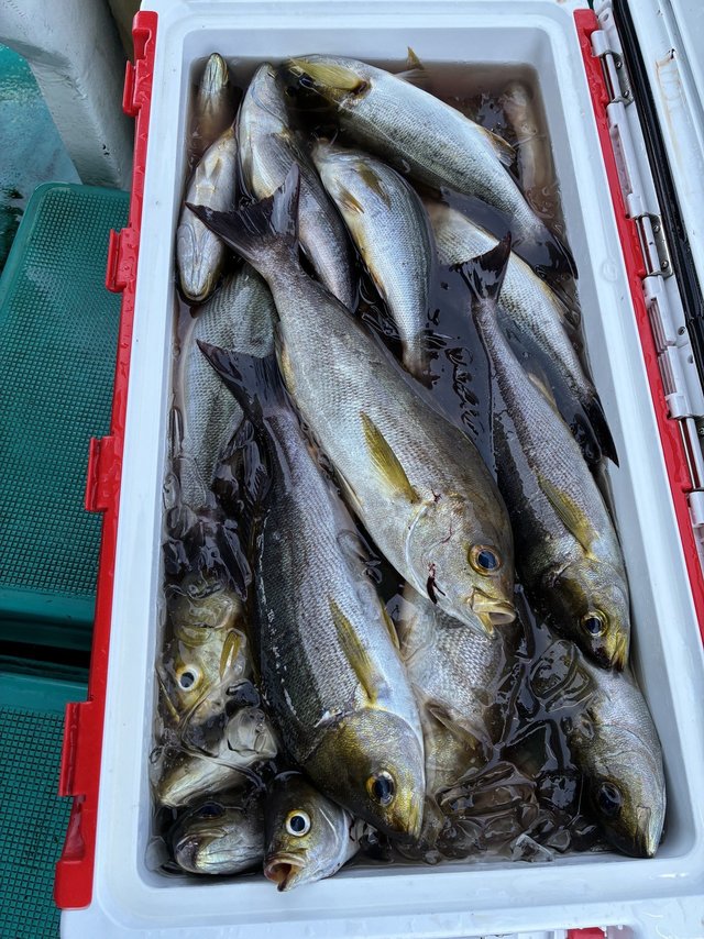 イサギ(イサキ)