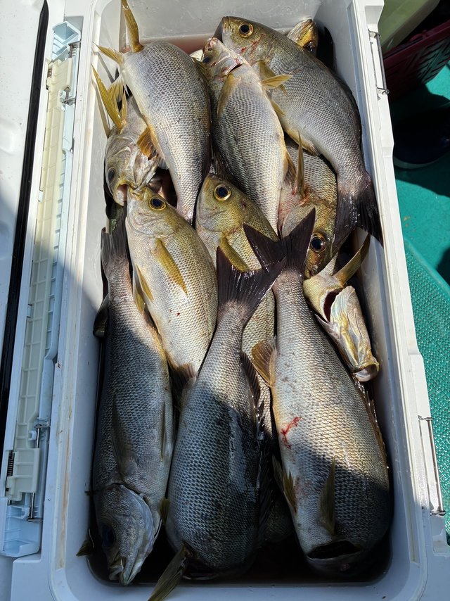 イサギ(イサキ)