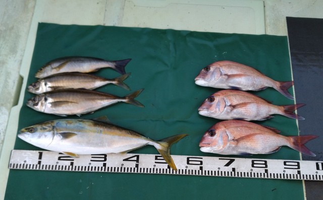 マダイ・マアジ・ハマチ(ブリ)・イサギ(イサキ)