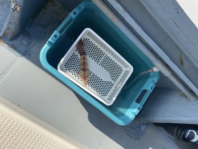 マルイカ(ケンサキイカ)