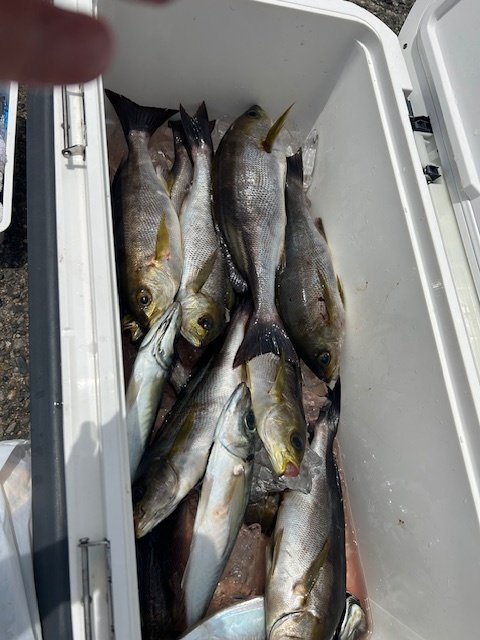 アジ(マアジ)・イサキ