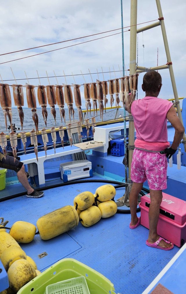 スルメ(スルメイカ)