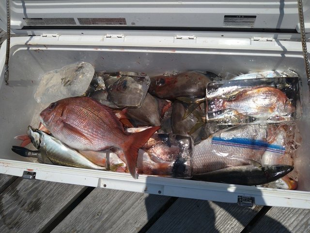 マダイ・レンコ(キダイ)・アジ(マアジ)・イサキ・ウマヅラ(ウマヅラハギ)