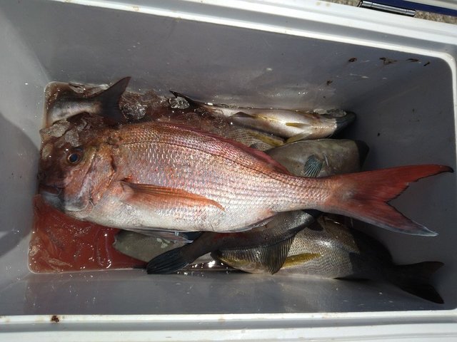 マダイ・イサキ・ウマヅラ(ウマヅラハギ)