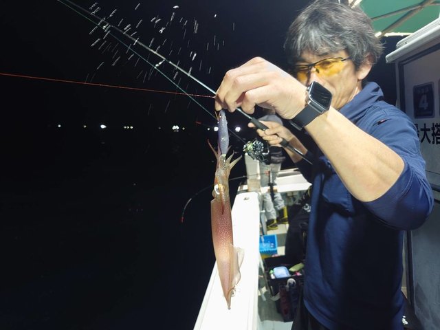 マイカ(ケンサキイカ)