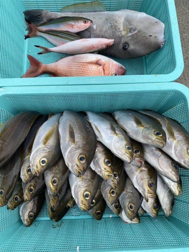 マダイ・グルクン(タカサゴ)・イサキ・ウスバハギ