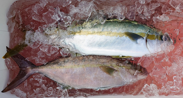 ヒラマサ・カンパチ