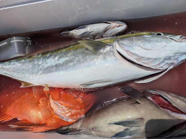 ワラサ(ブリ)・チカメキントキ