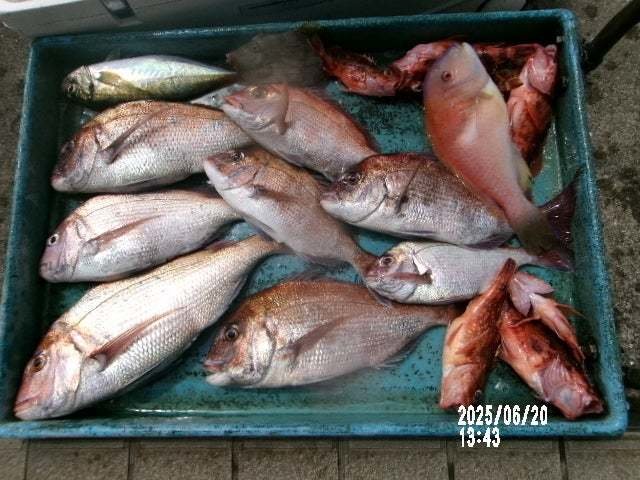 マダイ・アジ(マアジ)・カサゴ・カワハギ