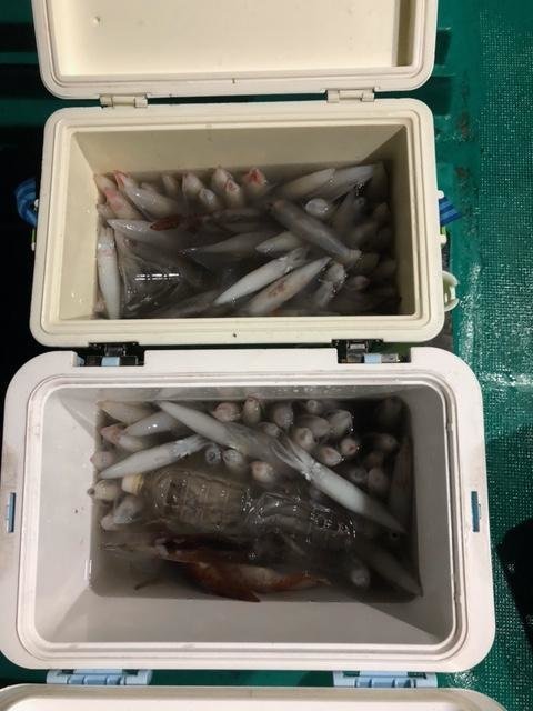 アカイカ(ケンサキイカ)