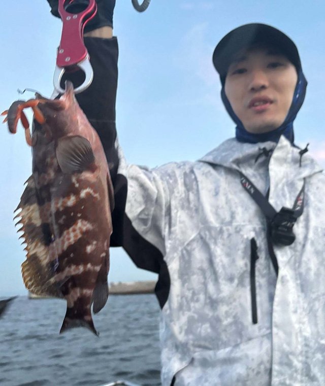 アコウ(キジハタ)