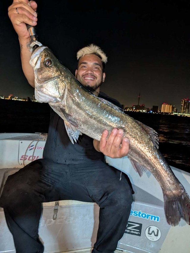 シーバス(スズキ)