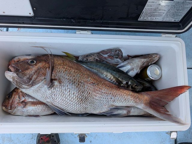 マダイ・アジ(マアジ)