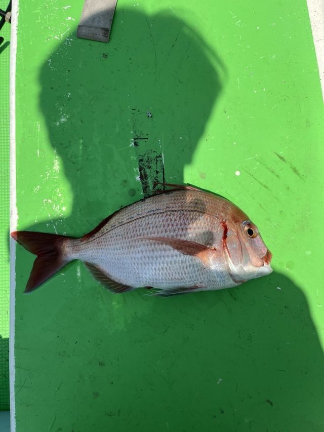 ハナダイ(チダイ)