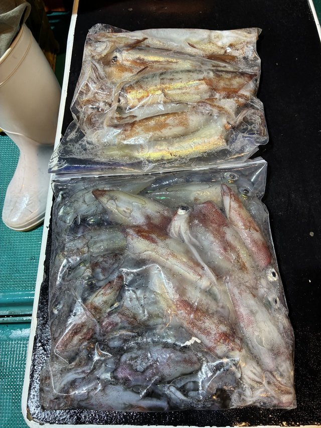 アカイカ(ケンサキイカ)