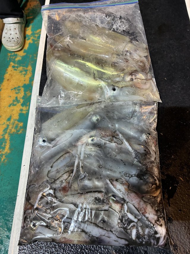 アカイカ(ケンサキイカ)