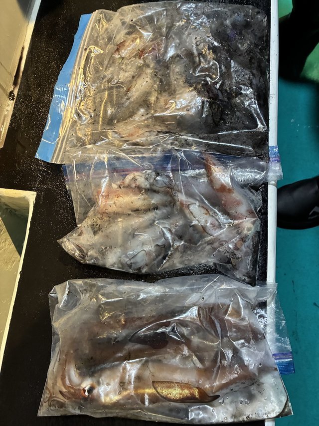 アカイカ(ケンサキイカ)