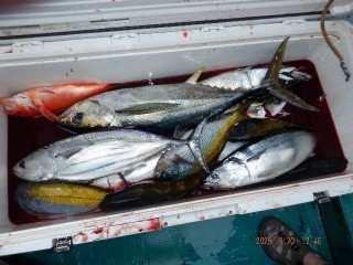 ウメイロ・カツオ