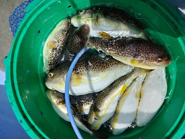 ショウサイフグ