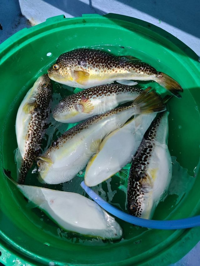 ショウサイフグ