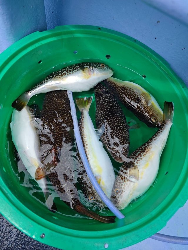 ショウサイフグ