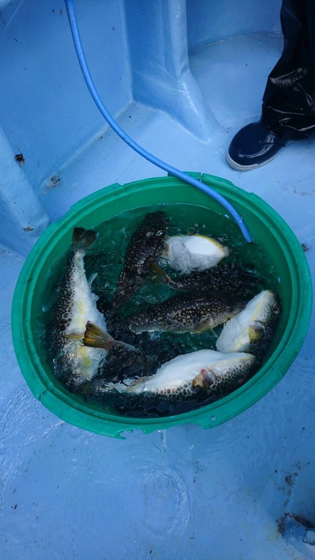 ショウサイフグ