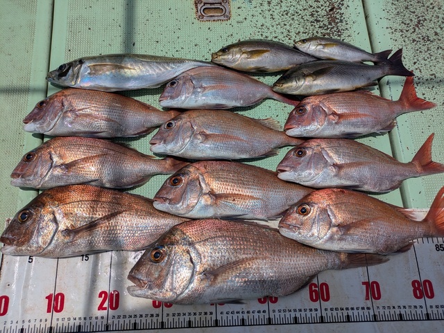 タイ(マダイ)・アジ(マアジ)・イサギ(イサキ)