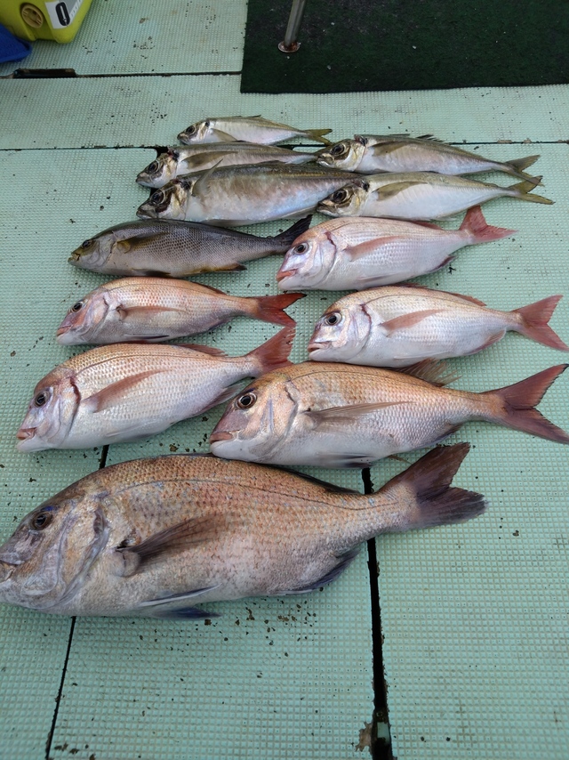 タイ(マダイ)・アジ(マアジ)・イサギ(イサキ)