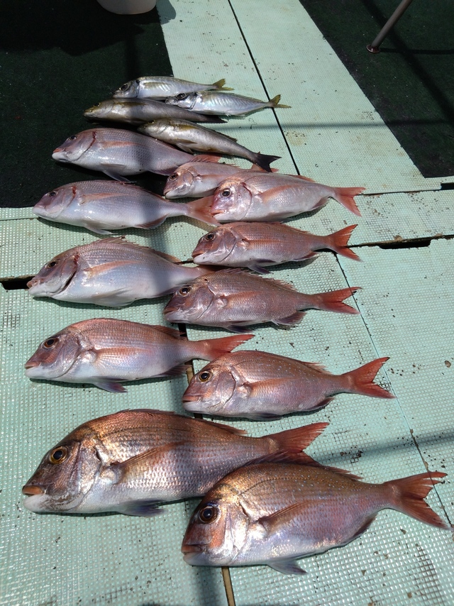 タイ(マダイ)・アジ(マアジ)・イサギ(イサキ)