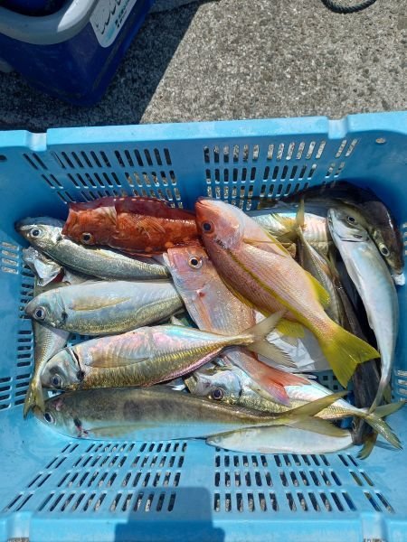 チャリコ(マダイ)・アジ(マアジ)・ガシラ(カサゴ)