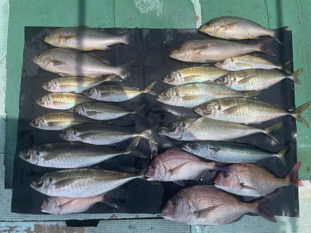 マダイ・マアジ・イサキ・マサバ