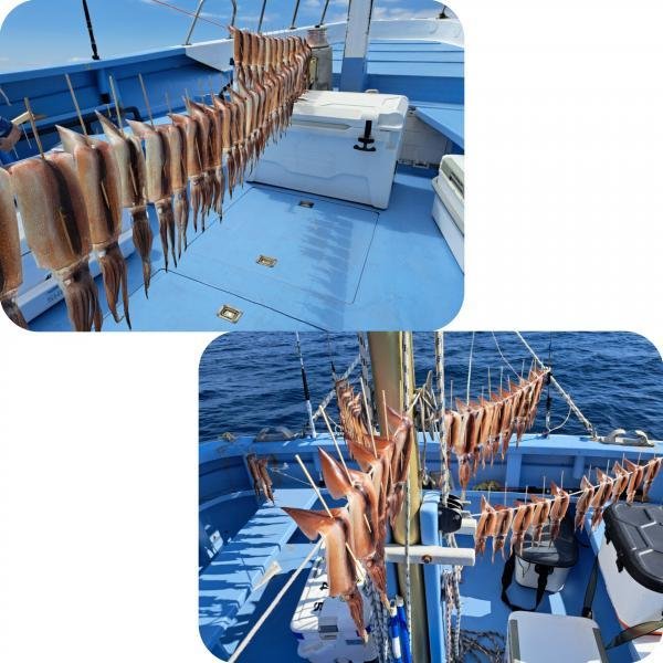 スルメ(スルメイカ)