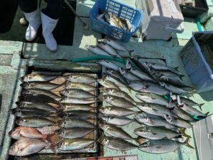 マダイ・マアジ・ハマチ(ブリ)