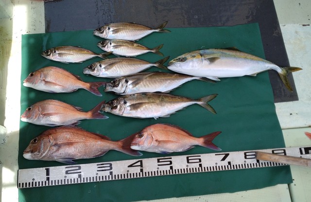 マダイ・マアジ・ツバス(ブリ)