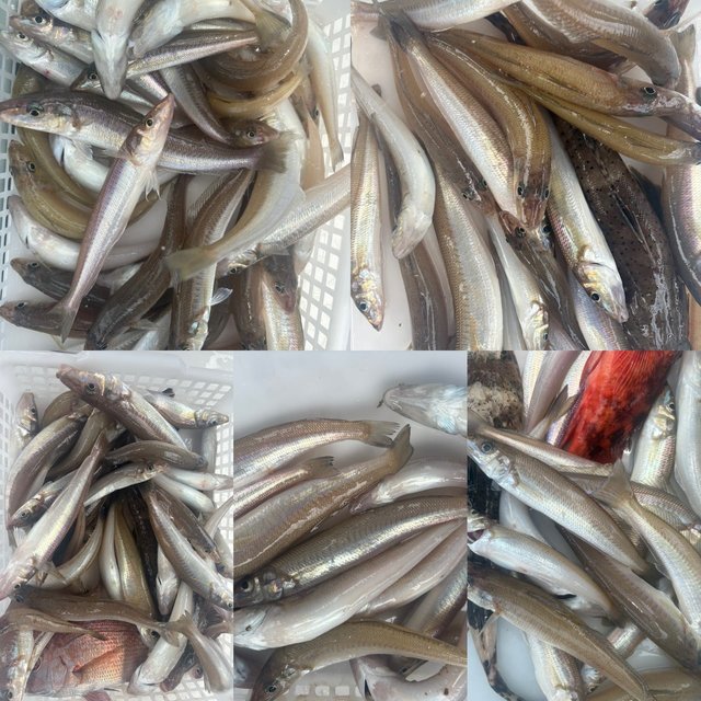 キス(シロギス)